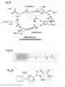 Fig. 03 - NOVEL PROTEINS SPECIFIC FOR PYOVERDINE AND PYOCHELIN