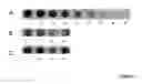 Fig. 06 - Production of large-sized microdystrophins in an AAV-based vector configuration