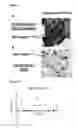 Fig. 25 - C-TERMINAL EPITOPES IN AMYLOID BETA AND CONFORMATIONALLY-SELECTIVE ANTIBODIES THERETO