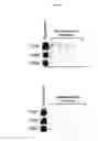 Fig. 09 - PEPTIDES DERIVED FROM SARCOMA ANTIGEN 1 (SAGE1) AND COMPLEXES COMPRISING SUCH PEPTIDES BOUND TO MHC MOLECULES