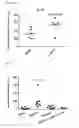 Fig. 58 - ANTI-TUMOUR RESPONSE TO MODIFIED SELF-EPITOPES