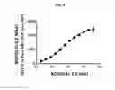 Fig. 06 - Recombinant ROBO2 proteins, compositions, methods and uses thereof