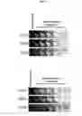 Fig. 08 - PEPTIDES