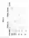 Fig. 06 - Method and compositions for producing disulfide-linked trimeric TNF family of cytokines and their use
