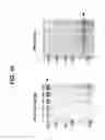 Fig. 11 - Method and compositions for producing disulfide-linked trimeric TNF family of cytokines and their use