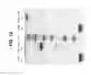 Fig. 13 - Method and compositions for producing disulfide-linked trimeric TNF family of cytokines and their use