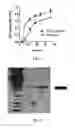 Fig. 04 - DNA ANTIBODY CONSTRUCTS AND METHOD OF USING SAME
