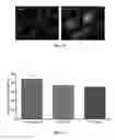 Fig. 10 - DNA ANTIBODY CONSTRUCTS AND METHOD OF USING SAME