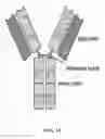 Fig. 12 - DNA ANTIBODY CONSTRUCTS AND METHOD OF USING SAME