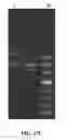 Fig. 17 - DNA ANTIBODY CONSTRUCTS AND METHOD OF USING SAME