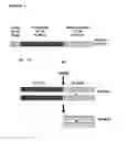 Fig. 02 - METHOD FOR MODULATING APPETITE