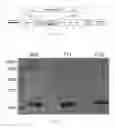 Fig. 08 - Antibody To Be Cross-Linked To Human SEMA3A And Use Thereof
