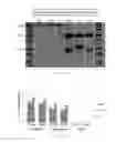 Fig. 18 - Antibody To Be Cross-Linked To Human SEMA3A And Use Thereof