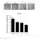 Fig. 24 - Antibody To Be Cross-Linked To Human SEMA3A And Use Thereof