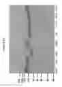 Fig. 08 - Functional Antibody Fragment Complementation for a Two-Components System for Redirected Killing of Unwanted Cells