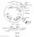 Fig. 07 - FORMULATION FOR ANTI-ALPHA4BETA7 ANTIBODY