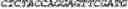 Fig. 11 - Synthetic notch protein for modulating gene expression