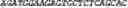 Fig. 12 - Synthetic notch protein for modulating gene expression