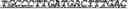 Fig. 17 - Synthetic notch protein for modulating gene expression