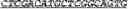 Fig. 18 - Synthetic notch protein for modulating gene expression