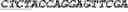 Fig. 22 - Synthetic notch protein for modulating gene expression