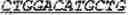 Fig. 31 - Synthetic notch protein for modulating gene expression