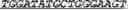 Fig. 36 - Synthetic notch protein for modulating gene expression