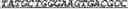 Fig. 49 - Synthetic notch protein for modulating gene expression