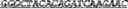Fig. 86 - Synthetic notch protein for modulating gene expression