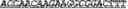 Fig. 87 - Synthetic notch protein for modulating gene expression
