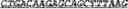 Fig. 89 - Synthetic notch protein for modulating gene expression