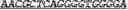 Fig. 97 - Synthetic notch protein for modulating gene expression