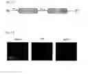 Fig. 02 - Chimeric proteins for targeting dsRNA