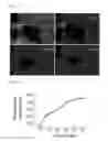 Fig. 04 - Chimeric proteins for targeting dsRNA