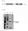 Fig. 05 - Chimeric proteins for targeting dsRNA