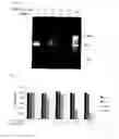 Fig. 06 - Chimeric proteins for targeting dsRNA