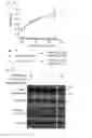 Fig. 07 - Chimeric proteins for targeting dsRNA