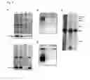 Fig. 13 - Chimeric proteins for targeting dsRNA