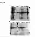 Fig. 14 - Chimeric proteins for targeting dsRNA