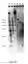 Fig. 12 - ADAM6 mice