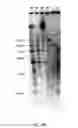 Fig. 12 - ADAM6 mice