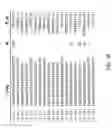 Fig. 17 - ADAM6 mice