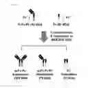 Fig. 08 - Method for producing antibody CH3 domain heterodimeric mutant pair using yeast mating and CH3 mutant pair produced thereby