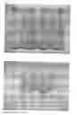 Fig. 04 - TURMERIC PIGMENT COMPOSITION AND METHOD FOR PREPARING SAME