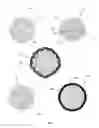 Fig. 02 - Artificial micro-gland