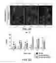 Fig. 09 - DIFFERENTIATION OF CORTICAL NEURONS FROM HUMAN PLURIPOTENT STEM CELLS