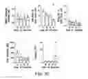 Fig. 26 - DIFFERENTIATION OF CORTICAL NEURONS FROM HUMAN PLURIPOTENT STEM CELLS