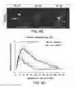 Fig. 29 - DIFFERENTIATION OF CORTICAL NEURONS FROM HUMAN PLURIPOTENT STEM CELLS