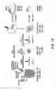 Fig. 41 - DIFFERENTIATION OF CORTICAL NEURONS FROM HUMAN PLURIPOTENT STEM CELLS