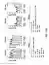 Fig. 43 - DIFFERENTIATION OF CORTICAL NEURONS FROM HUMAN PLURIPOTENT STEM CELLS
